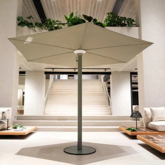 Royal Parasol